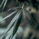 Hemp Delivery Prague Fast Shipping Same‑Day Delivery img-1399.jpg