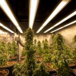 Prague Premier Online Cannabis Shop img-2005.jpg