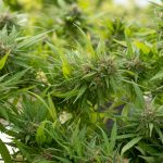 Welcome to the heart of Prague’s growing hemp market and the premier hemp boutique Prague img-2270.jpg
