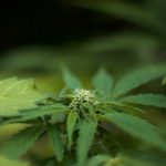 Planning a trip to the Czech Republic and curious about the local cannabis scene? img-2952.jpg